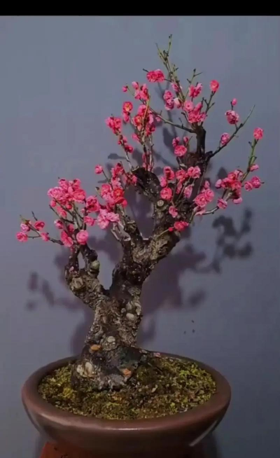 盆栽朱砂梅适合什么土质