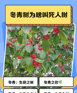 冬青树为什么常绿
