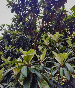 枇杷树为什么没有花