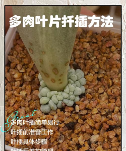 玫瑰花怎么养才不会枯萎，掌握浇水施肥技巧，轻松延长花期