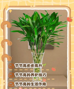 玫瑰花怎么养才不会枯萎，掌握浇水施肥技巧，轻松延长花期