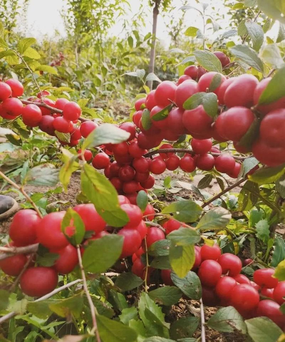 玫瑰花怎么养才不会枯萎，掌握浇水施肥技巧，轻松延长花期