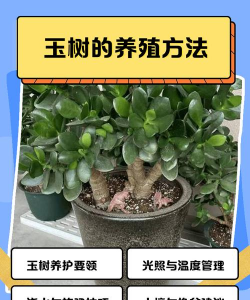 玫瑰花怎么养才不会枯萎，掌握浇水施肥技巧，轻松延长花期