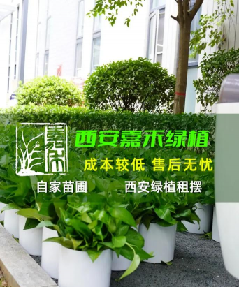 玫瑰花怎么养才不会枯萎，掌握浇水施肥技巧，轻松延长花期