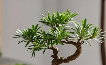 罗汉松怎么输液