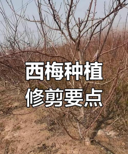 无土栽培技术，突破土壤限制，开启高效种植新篇章