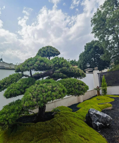 别墅花园载什么树好