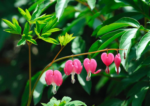 荷包牡丹的花像什么