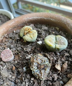 石生花被烂了怎么救