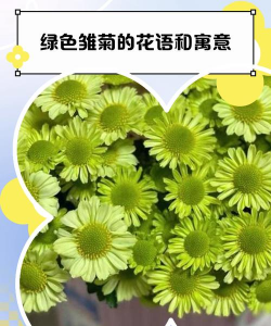 无土栽培技术，突破土壤限制，开启高效种植新篇章