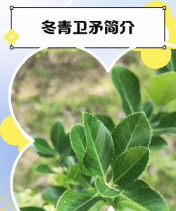 卫矛树的寓意是什么