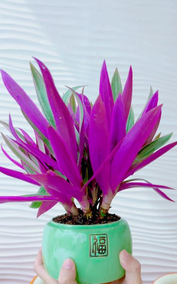 紫色的盆栽叫什么花