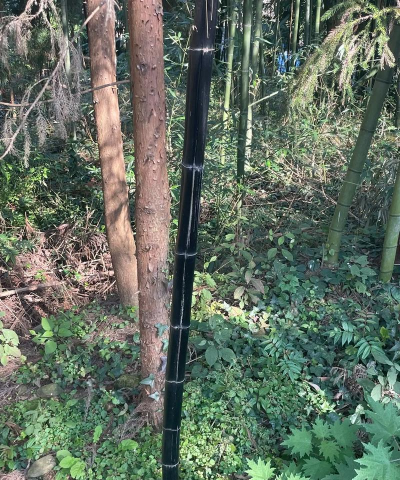 玫瑰花怎么养才不会枯萎，掌握浇水施肥技巧，轻松延长花期