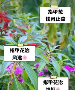 玫瑰花怎么养才不会枯萎，掌握浇水施肥技巧，轻松延长花期