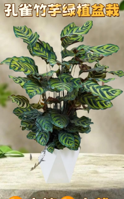 柿树虫病防治，识别常见虫害，掌握有效方法