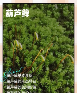 绿化景观设计，提升环境品质，创造宜人空间