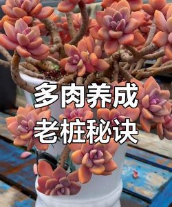 多肉木质化怎么修剪