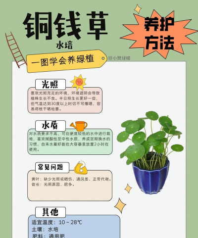 柿树虫病防治，识别常见虫害，掌握有效方法