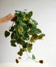 玫瑰花怎么养才不会枯萎，掌握浇水施肥技巧，轻松延长花期