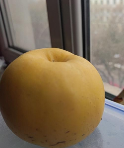 玫瑰花怎么养才不会枯萎，掌握浇水施肥技巧，轻松延长花期