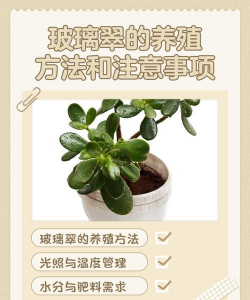 玫瑰花怎么养才不会枯萎，掌握浇水施肥技巧，轻松延长花期