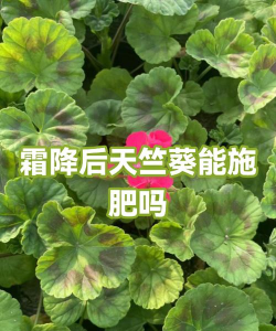 玫瑰花怎么养才不会枯萎，掌握浇水施肥技巧，轻松延长花期