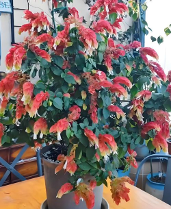 玫瑰花怎么养才不会枯萎，掌握浇水施肥技巧，轻松延长花期