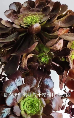 柿树虫病防治，识别常见虫害，掌握有效方法