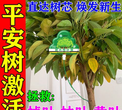 玫瑰花怎么养才不会枯萎，掌握浇水施肥技巧，轻松延长花期