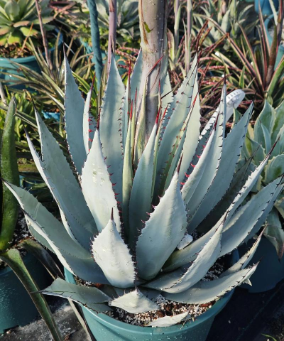 玫瑰花怎么养才不会枯萎，掌握浇水施肥技巧，轻松延长花期