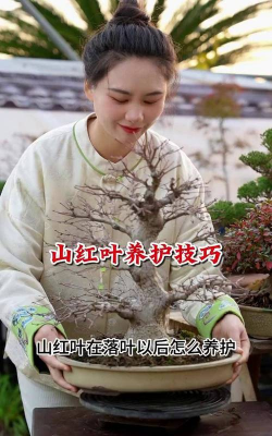 玫瑰花怎么养才不会枯萎，掌握浇水施肥技巧，轻松延长花期