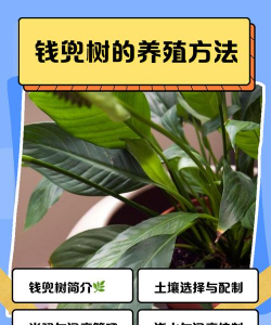 钱兜树如何繁殖