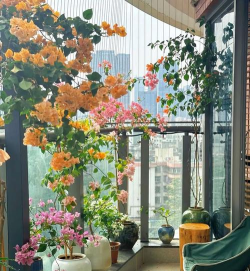 家庭养花用生根粉