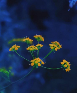 柴胡花长什么样