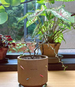 家庭养花用生根粉