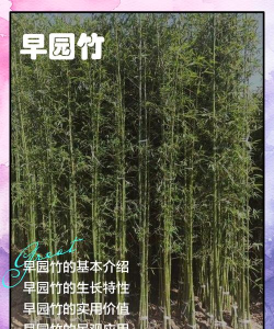 绿化景观设计，提升环境品质，创造宜人空间