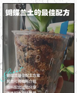 玫瑰花怎么养才不会枯萎，掌握浇水施肥技巧，轻松延长花期