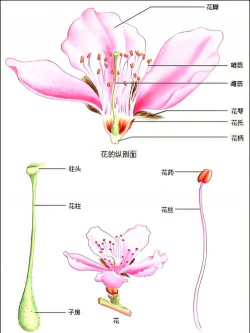 玫瑰花怎么养才不会枯萎，掌握浇水施肥技巧，轻松延长花期