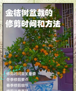 玫瑰花怎么养才不会枯萎，掌握浇水施肥技巧，轻松延长花期