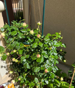 玫瑰花怎么养才不会枯萎，掌握浇水施肥技巧，轻松延长花期