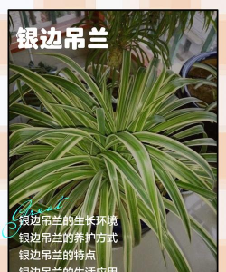 玫瑰花怎么养才不会枯萎，掌握浇水施肥技巧，轻松延长花期