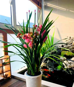 玫瑰花怎么养才不会枯萎，掌握浇水施肥技巧，轻松延长花期