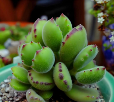 柿树虫病防治，识别常见虫害，掌握有效方法