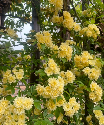 黄木香什么时间施肥