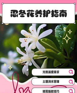 忍冬花如何养护