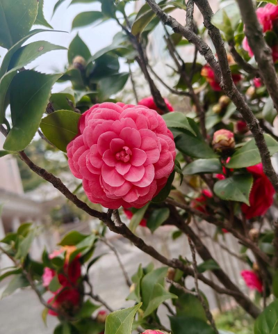 家庭养花用生根粉