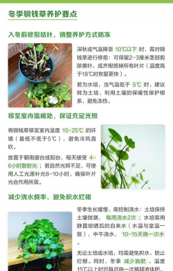冬季如何养护铜钱草