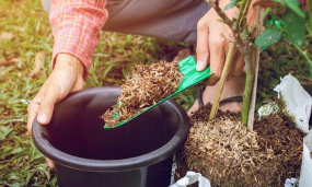 家庭养花用生根粉