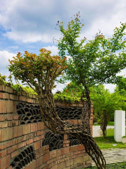 西墙外种什么好看