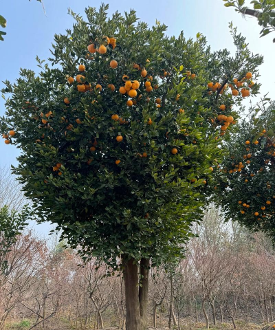 私家花果适合种什么树